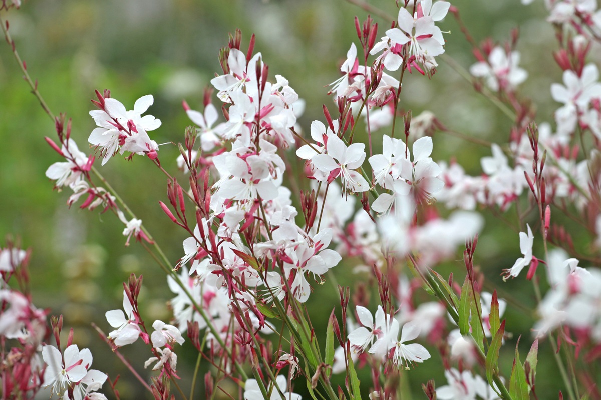 gaura biela